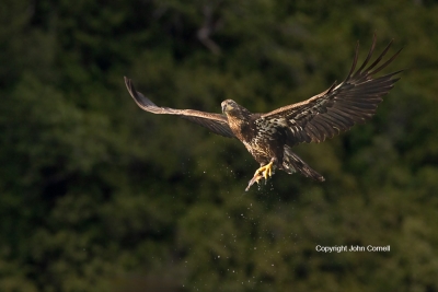 Bald-Eagle;British-Columbia;Canada;Eagle;Flying-Bird;Haliaeetus-leucocephalus;Ph